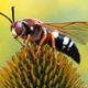 Illustration for article titled How wasps helped give us wine